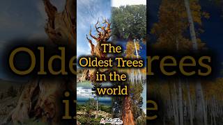 The Oldest Trees in the World  tree oldest nature treeshorts naturelovers natureshorts top [upl. by Melan]