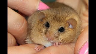 Wildwood Dormouse rescue 2019 [upl. by Dodge]