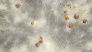 Sclerotium formation timelapse [upl. by Rufina889]