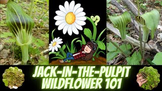 Jack in the Pulpit  Arisaema triphyllum  Wildflowers 101  Episode 3 [upl. by Naivart]