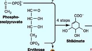 Biosynthesis of Tryptophan [upl. by Darrick]