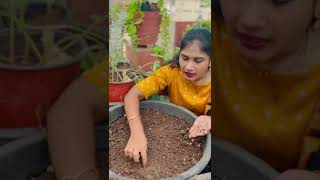 Jyothi Nadella containergardening air rooftopgardens rooftopgardening saveair food ecovizag [upl. by Brewster]