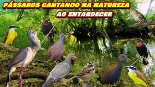 Aves Cantando Na quotNATUREZA AO ENTARDECERquot  Pássaros Fazendo Alvorada a Beira De Um Rio Na Floresta [upl. by Htinnek]