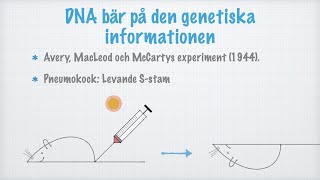 DNA har två funktioner [upl. by Edholm]