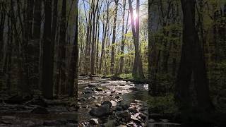 Perfect day and moment at Catoctin Mountain Park hiking nature shorts [upl. by Nylrebmik]