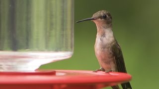 The Sounds of Hummingbirds [upl. by Ailak]