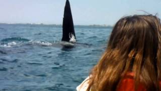 Big Orca Whale cuts in front of Charlotte on a tour with Kaikoura Kayaks NZ [upl. by Daraj]