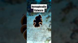 Why These Flatworms Are the Most Unbelievable Creatures on Earth [upl. by Bui]