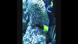 Oceanic 155 Gallon Bowfront Reef Aquarium [upl. by Sy552]