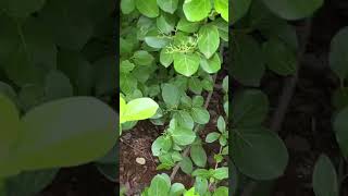 Agnimantha  Premna integrifolia  BAMS  Dravya Guna  Dr Naser Jani M D DG [upl. by Lai]