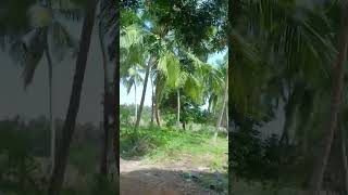 இயற்கை அழகு love tamil tamilsong comedy chellakuttiye music song funny lovemusic [upl. by Alrac620]