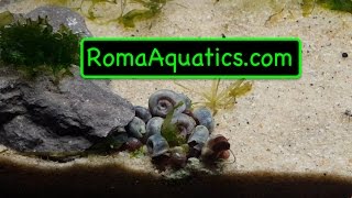 Blue Ramshorn Snail Unboxing Acclimation and Time Lapse  Won on Aquabid  RomaAquaticscom 🆒 [upl. by Shing]