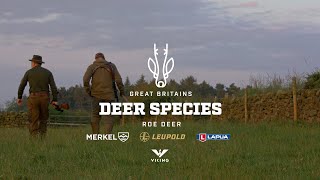 GREAT BRITAINS DEER SPECIES  Roe Deer [upl. by Milore]