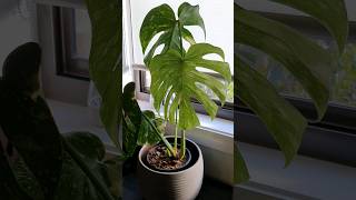 Monstera Thai Constellation indoorplants [upl. by Elayor436]