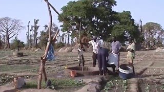 Shadoof well pole or sweep for small farm irrigation [upl. by Nahtnanhoj]