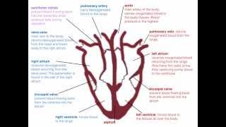 IGCSE 27 The heart beat Ms Cooper [upl. by Nirb]