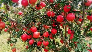 Export oriented Pomegranate Cultivation [upl. by Enella]