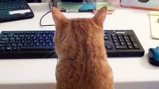 What its like to Work with Cats [upl. by Sanford221]