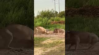 Wild animals fail to attack children end is epic animals lions shorts [upl. by Milissent252]