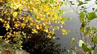 Vivaldi The Four 4 Seasons Autumn Interpreti Veneziani [upl. by Crawford423]