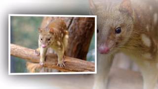 Antechinus brown Antechinus Mating [upl. by Pickar]