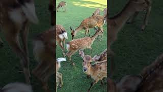 Ciervos salvajes en el parque de Nara Japón japonismo Japan Deer [upl. by Nipsirc973]