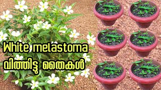 ഇതുവരെ ആർക്കും അറിയാത്ത white melastoma plant propagation Malayalam garden  gardening ideas [upl. by Bonner293]