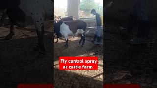 Fly control spray livestock farm management dairy farm protocol shortsviral cow shortsfeed [upl. by Retsevlys]