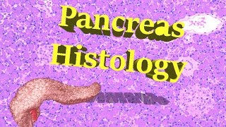 Pancreas Histology [upl. by Nesta133]