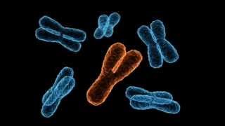 The evolution of the Y chromosome [upl. by Latsirk]