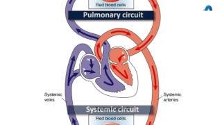 Basic Revision of the Cardiovascular System [upl. by Matuag]