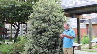 Variegated English holly Ilex aquifolium Argentea Marginata  Plant Identification [upl. by Pickford]