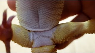 Leopard Gecko FEMORAL PORES  Yes They Have Them Too [upl. by Liggett628]