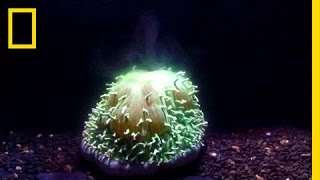 First Ever Footage Watch Coral Bleaching Happen Before Your Eyes  National Geographic [upl. by Purdy824]