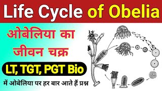 obelia ka jivan chakra  Life cycle of Obelia  Obelia ki life cycle  Life cycle of Obelia diagram [upl. by Neerom592]