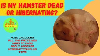 Is my hamster dead or hibernating  Can hibernation kill a hamster [upl. by Sirap]