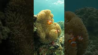 Diver Came across Multiple Ocellaris Clownfish [upl. by Cortney]