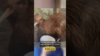 Kiwi Birds Egg Size will amaze you 🤯😱🥵 shorts facts [upl. by Sitsuj128]