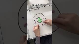 The cell cycle amp mitosis 6 mark question GCSE Biology [upl. by Lonnie]