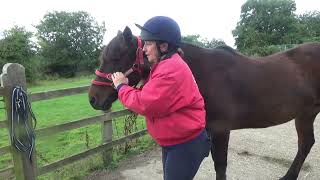 How To Fit A Dually Halter Correctly with Intelligent Horsemanship [upl. by Rocky]