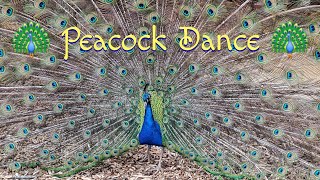 Peacock Dance [upl. by Ronna]