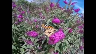 Monarch 🦋 Waystation [upl. by Nesila]