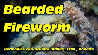 Bearded Fireworm Hermodice carunculata Pallas 1766 Bonaire [upl. by Franza152]