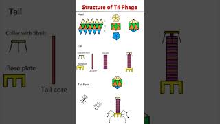 T4 Phages Structure and Morphogenetic Pathway phage t4 structure [upl. by Needan]