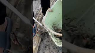 The process of catching mud crabs in crab ponds [upl. by Airtap783]