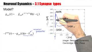 CNS31  Synapses [upl. by Anillehs189]