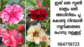 ADENIUM MAGICAL FERTILIZER HOW TO INCREASE BLOOMING RATE OF ADENIUM [upl. by Asiulairam]