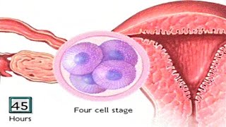 How The Embryo Develops After Fertilisation  Human Development Animation  Zygote Cell Division Vid [upl. by Enileuqcaj239]