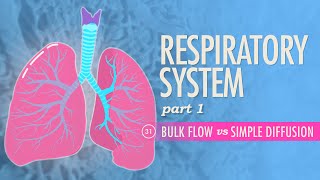 Respiratory System Part 1 Crash Course Anatomy amp Physiology 31 [upl. by Ayar]