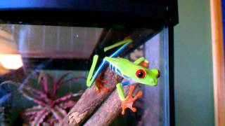 Redeyed tree frog climbing [upl. by Matheny197]